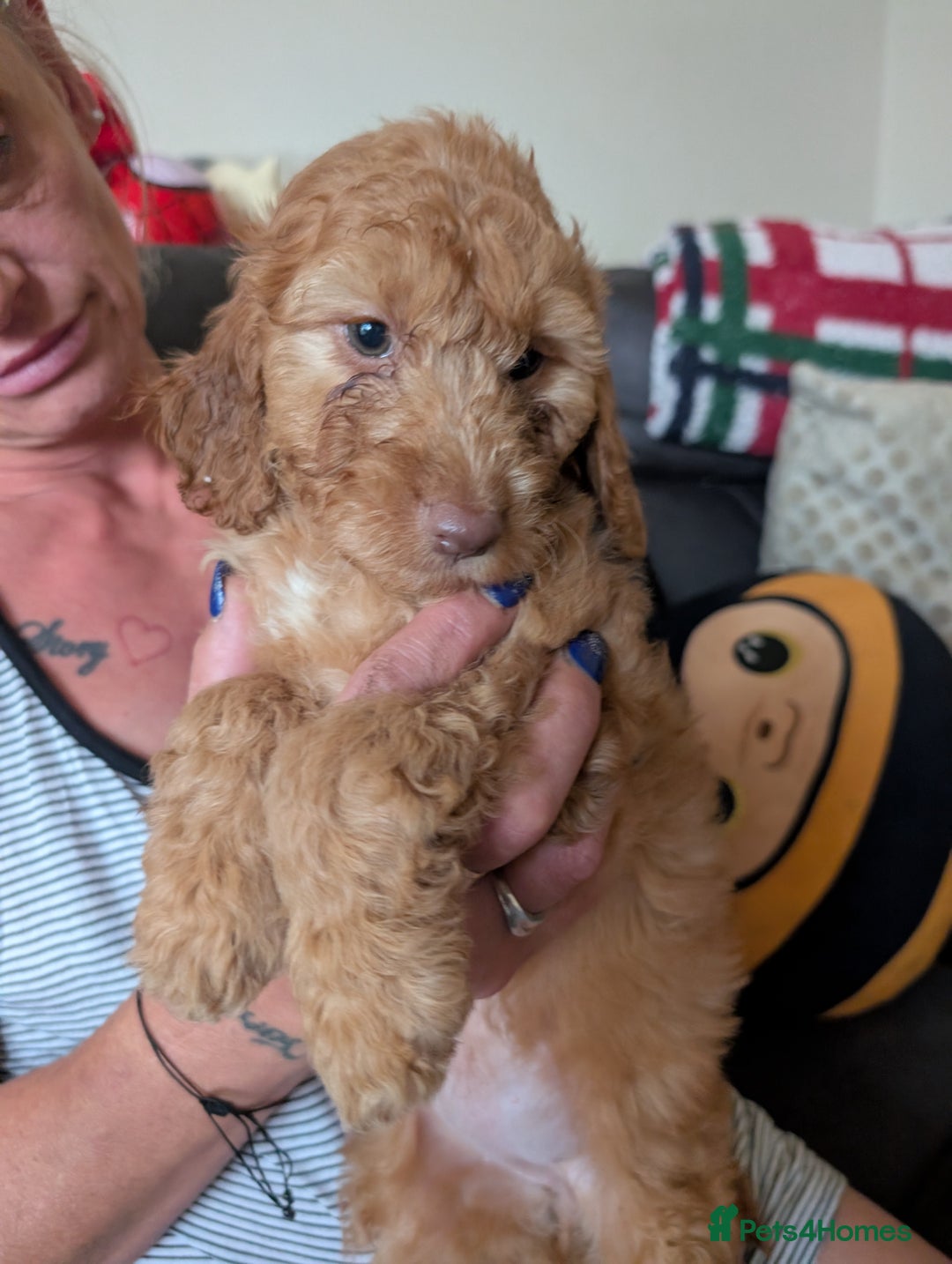 Cocker Spaniel dogs for sale: Cocker spaniel beauties in Shildon - Image 12