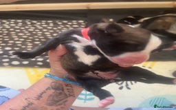Mixed Breed dogs for sale: Husky/staffi/labrador  - Image 15