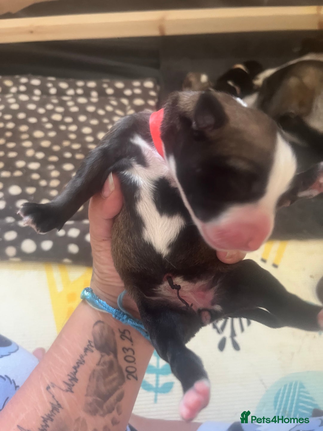 Mixed Breed dogs for sale: Husky/staffi/labrador  - Image 15