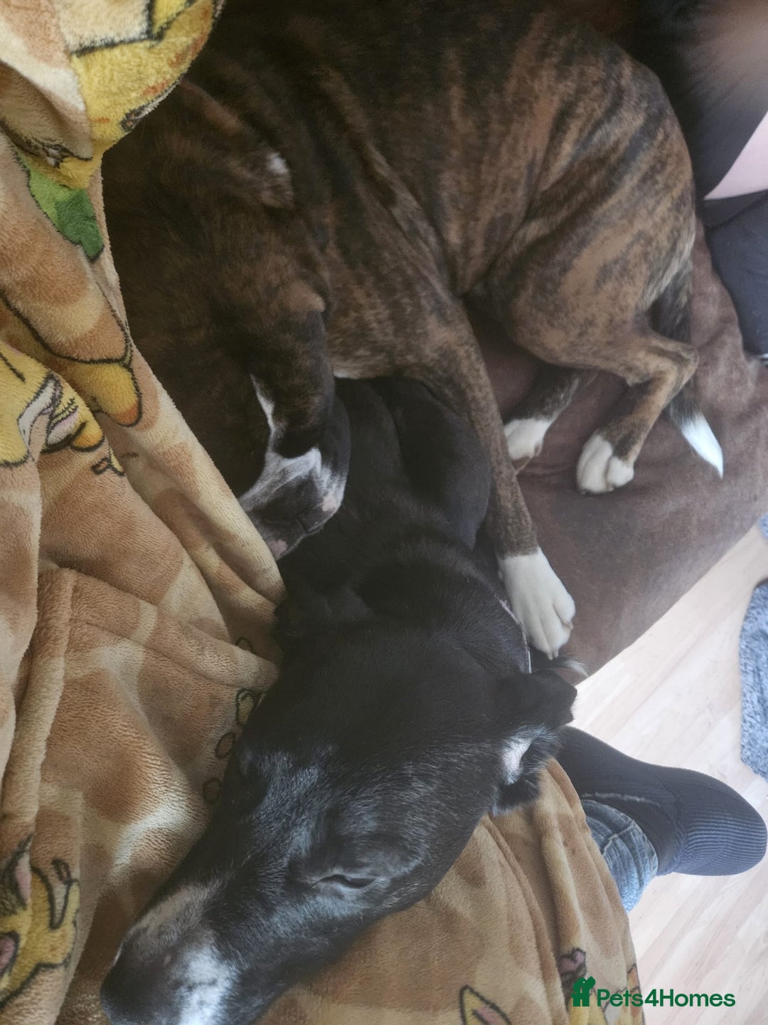 Mixed Breed dogs for sale: Beautiful 1 year old female dog  - Advert 15