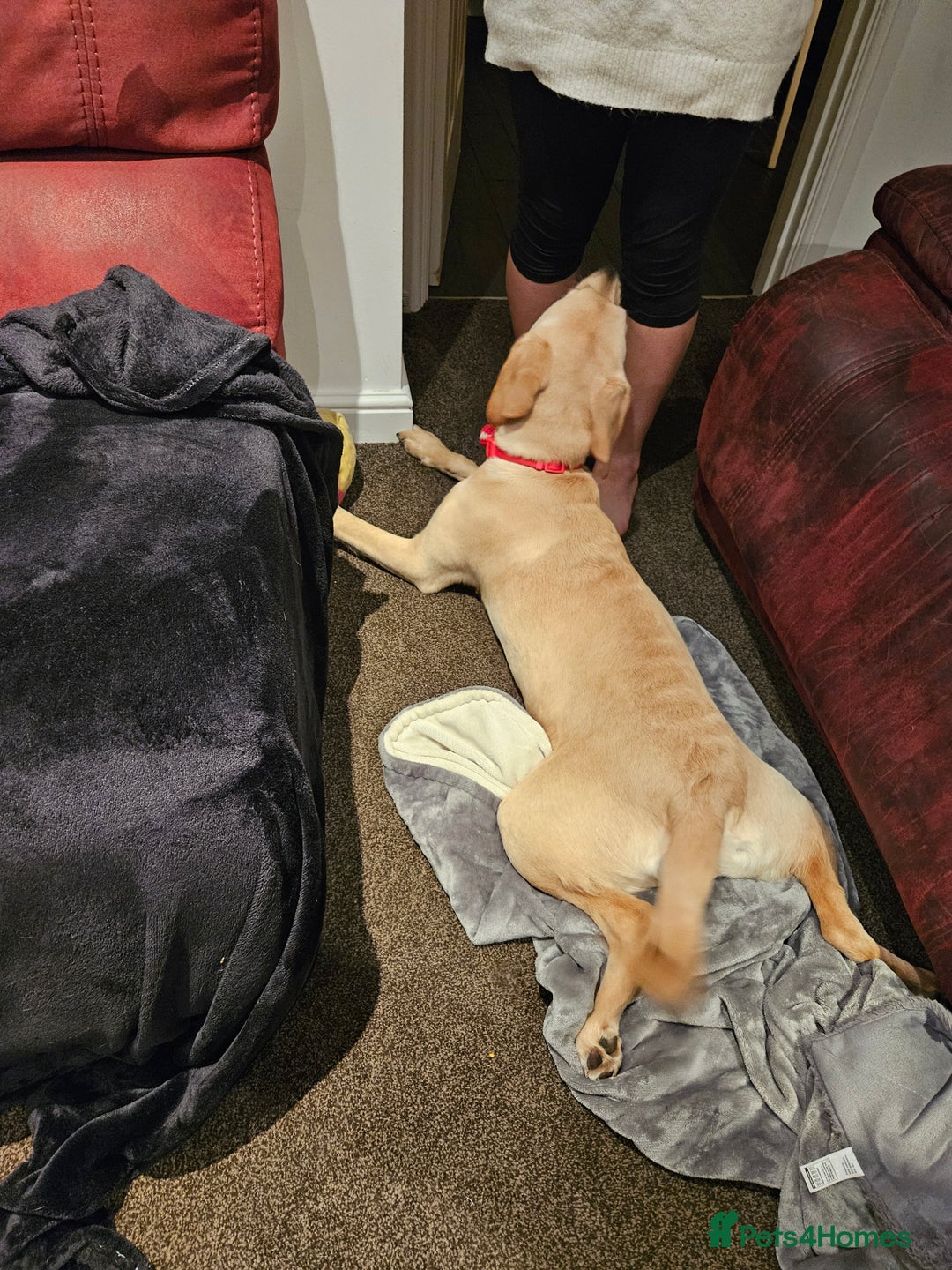 Labrador Retriever dogs for sale: 7-Month-Old Labrador for Rehoming - Advert 4