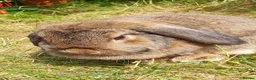 Mini Lop rabbits for sale: Spayed/neutered rabbits for adoption, vac Rhd2 - Advert 3