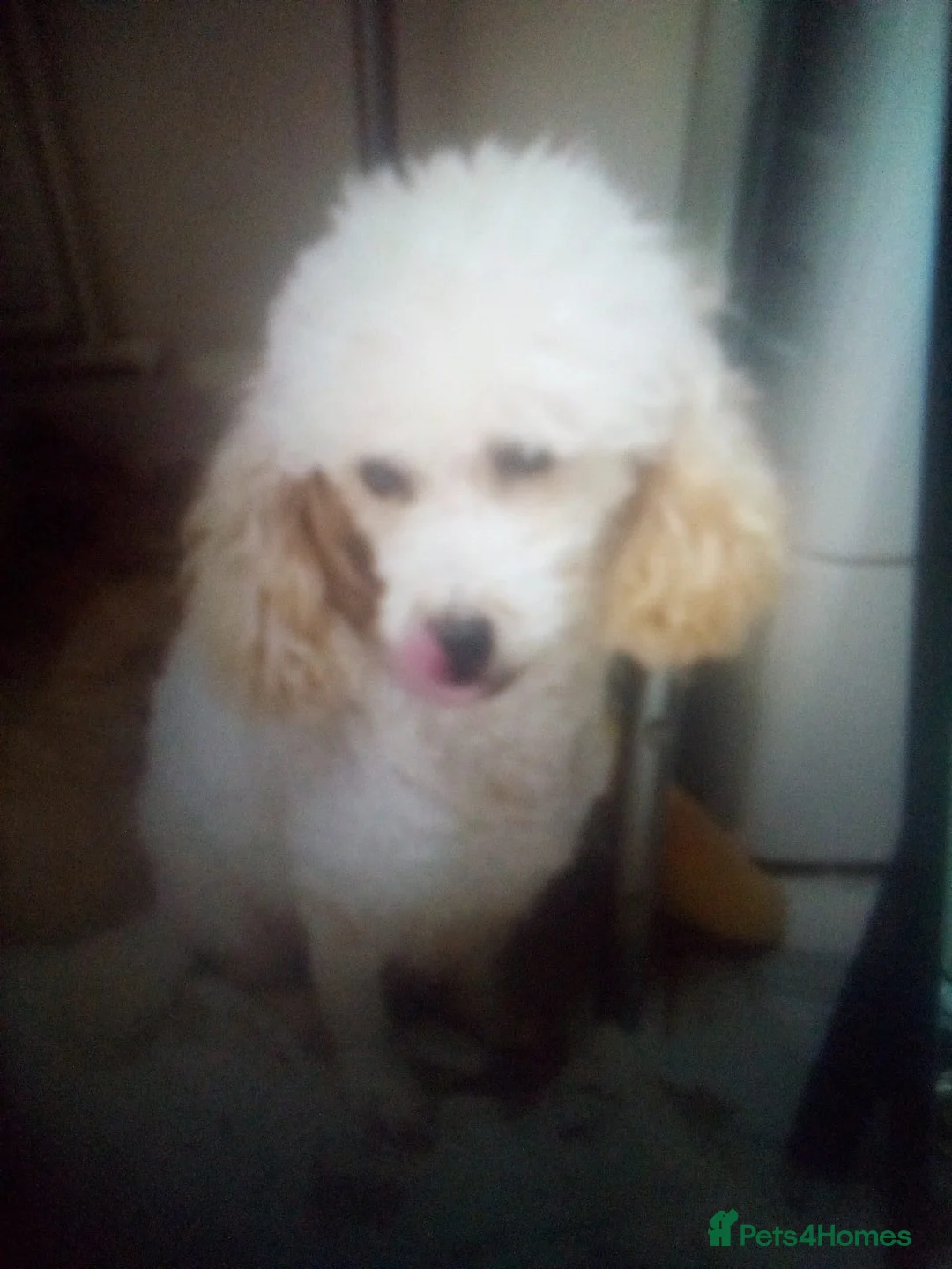 Mixed Breed dogs for sale: Miniature red poodles puppies for sale in Reading - Advert 2