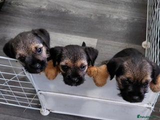Border Terrier dogs 3 beauty looking for forever homes - Advert 12