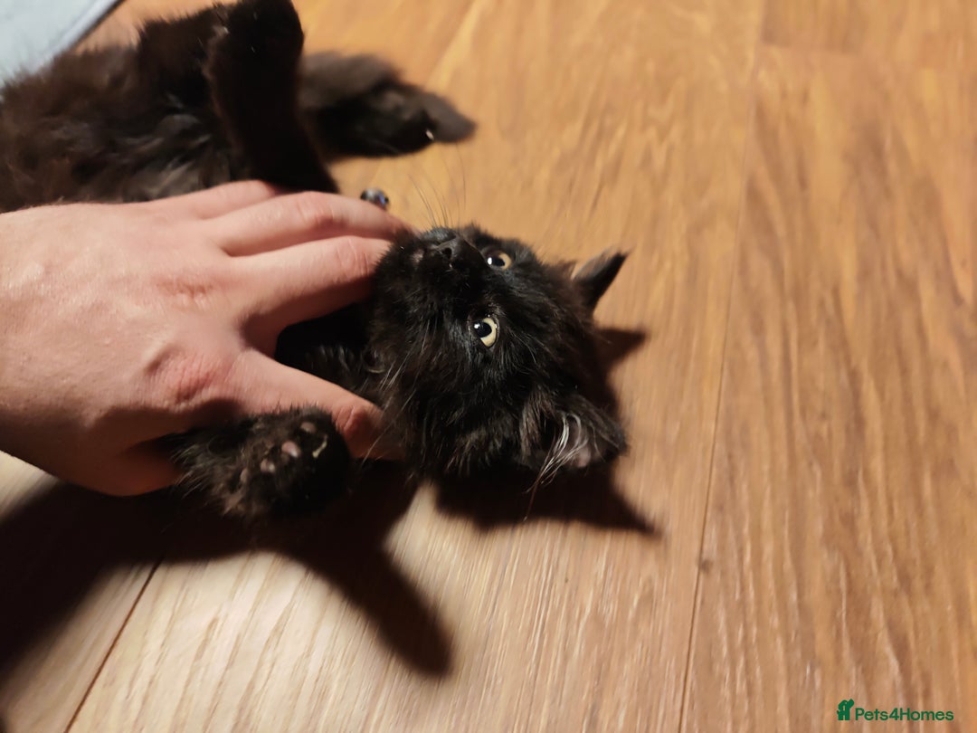 Mixed Breed cats for sale: Fluffy, Gentle Search for a New Home - Image 2
