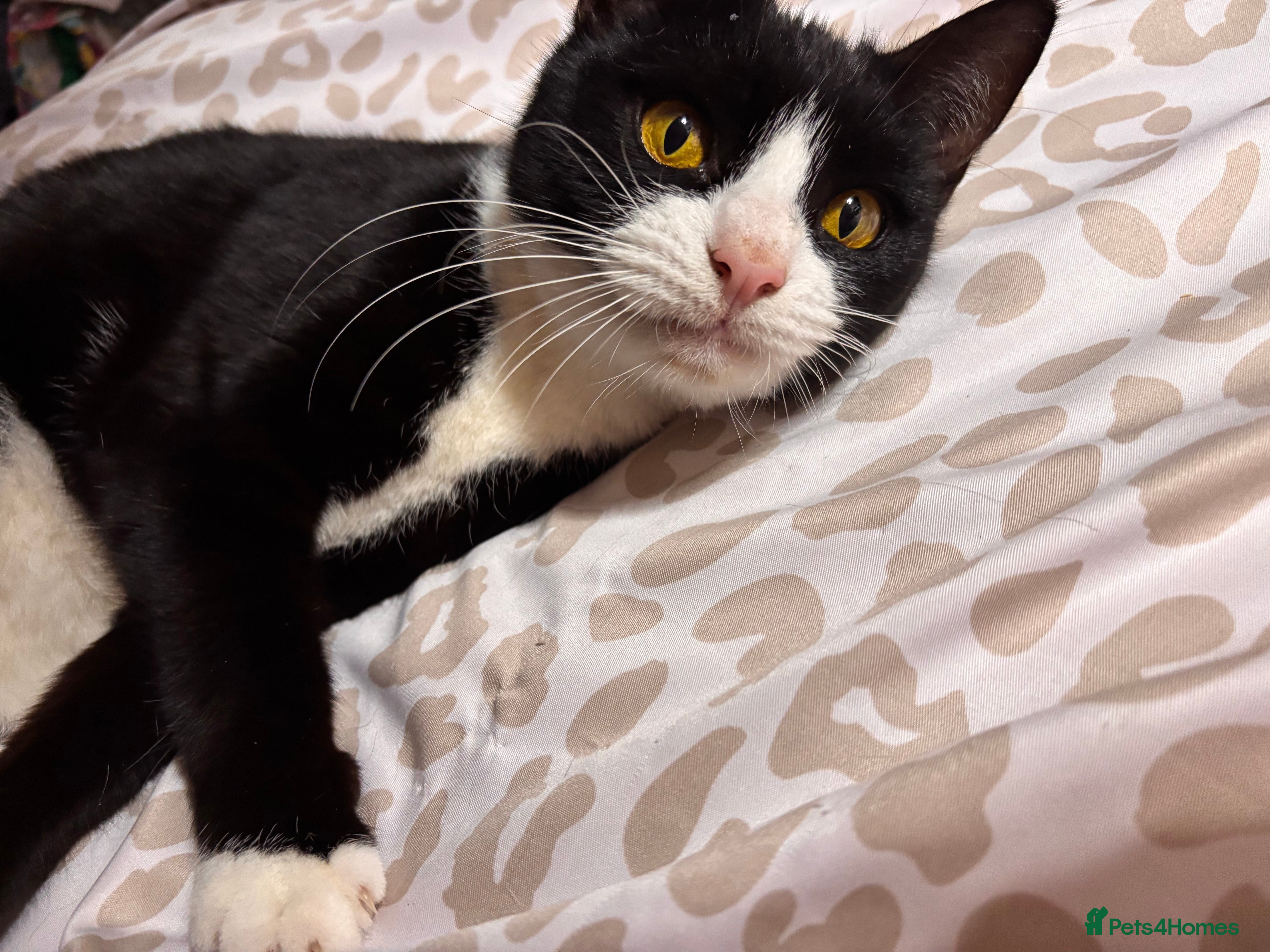 Mixed Breed cats 3 female kittens for sale - Advert 13