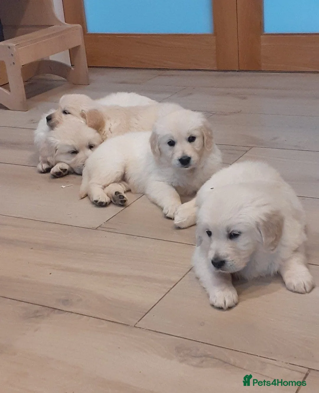 Golden Retriever dogs for sale: HEALTH TESTED DNA CLEARED FAMILY RAISED  in Manchester - Advert 1