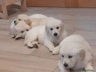 Golden Retriever dogs HEALTH TESTED DNA CLEARED FAMILY RAISED - Advert 2