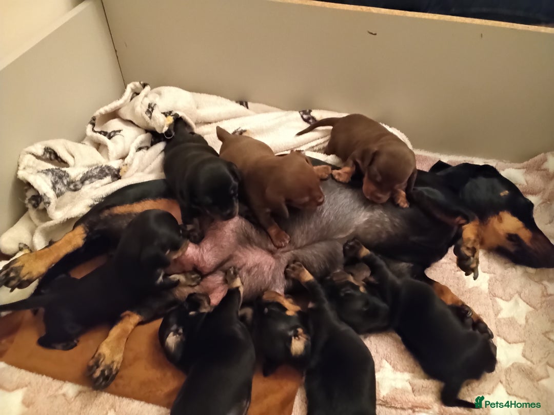 Miniature Dachshund dogs for sale: Miniature dachshund puppies - Image 2