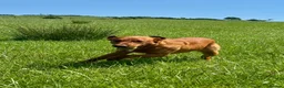 Labrador Retriever dogs for stud: Cedar fully health tested  - Advert 3