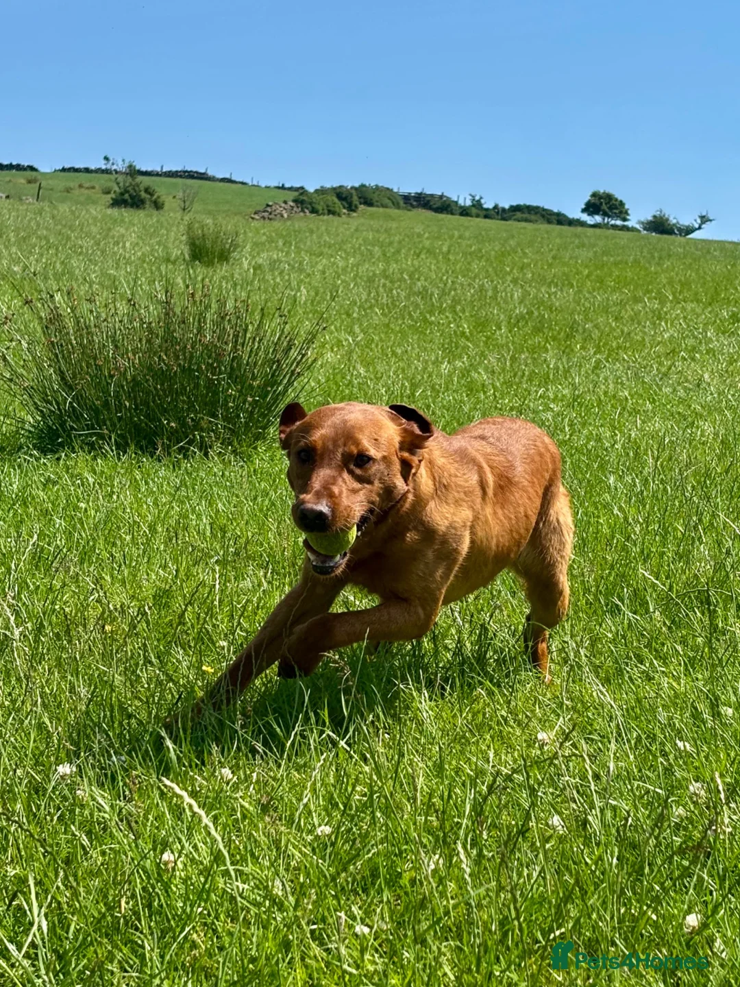 Labrador Retriever dogs for stud: Cedar fully health tested  - Advert 3