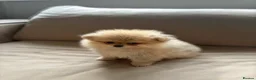 Pomeranian dogs for sale: Pomeranian puppies for sale - Advert 2