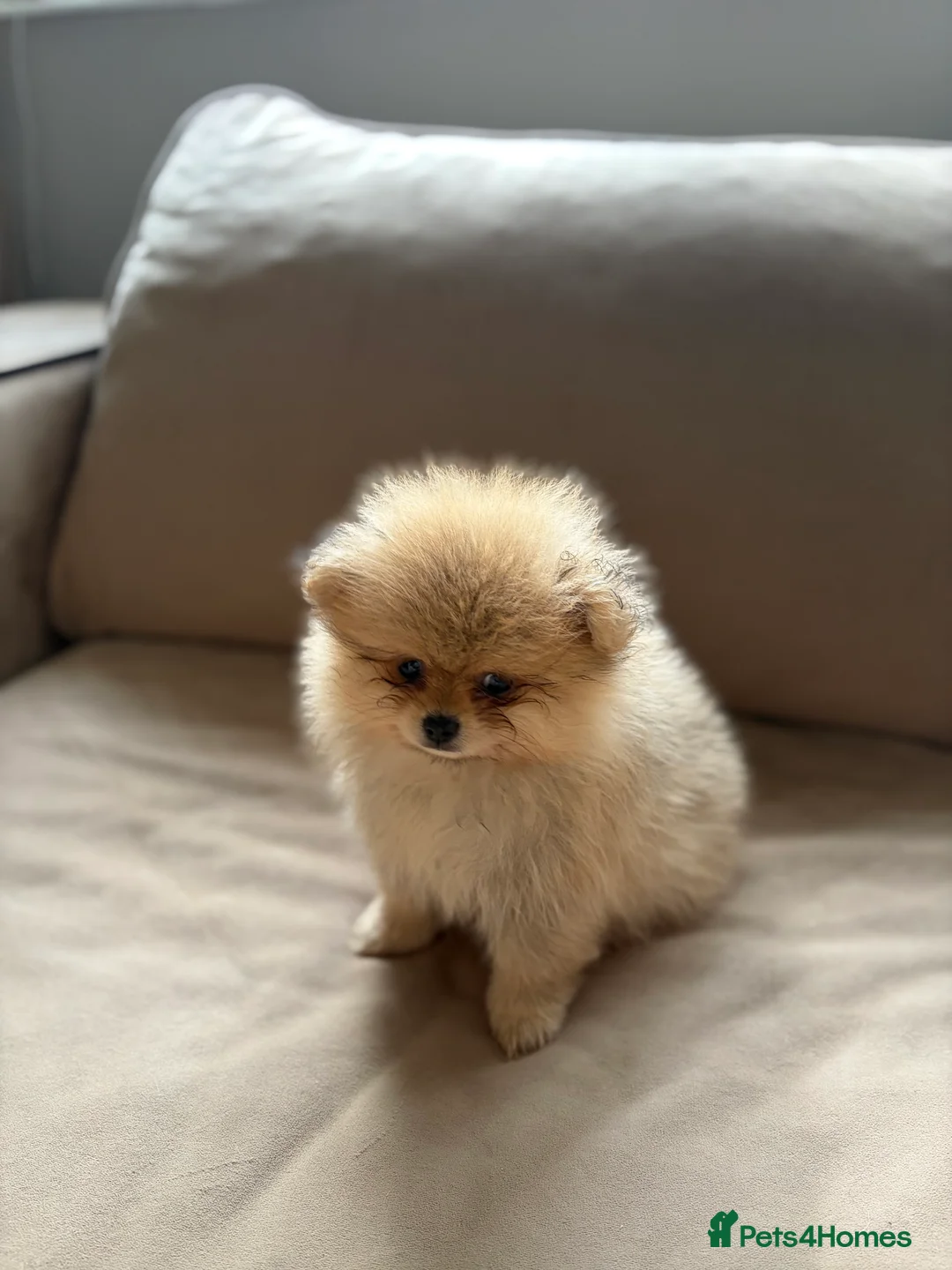 Pomeranian dogs for sale: Pomeranian puppies for sale - Advert 2
