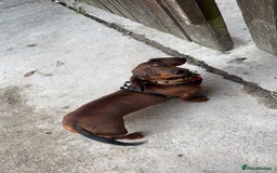 Miniature Dachshund dogs for sale: Dora the sausage dog (please read description) - Image 4