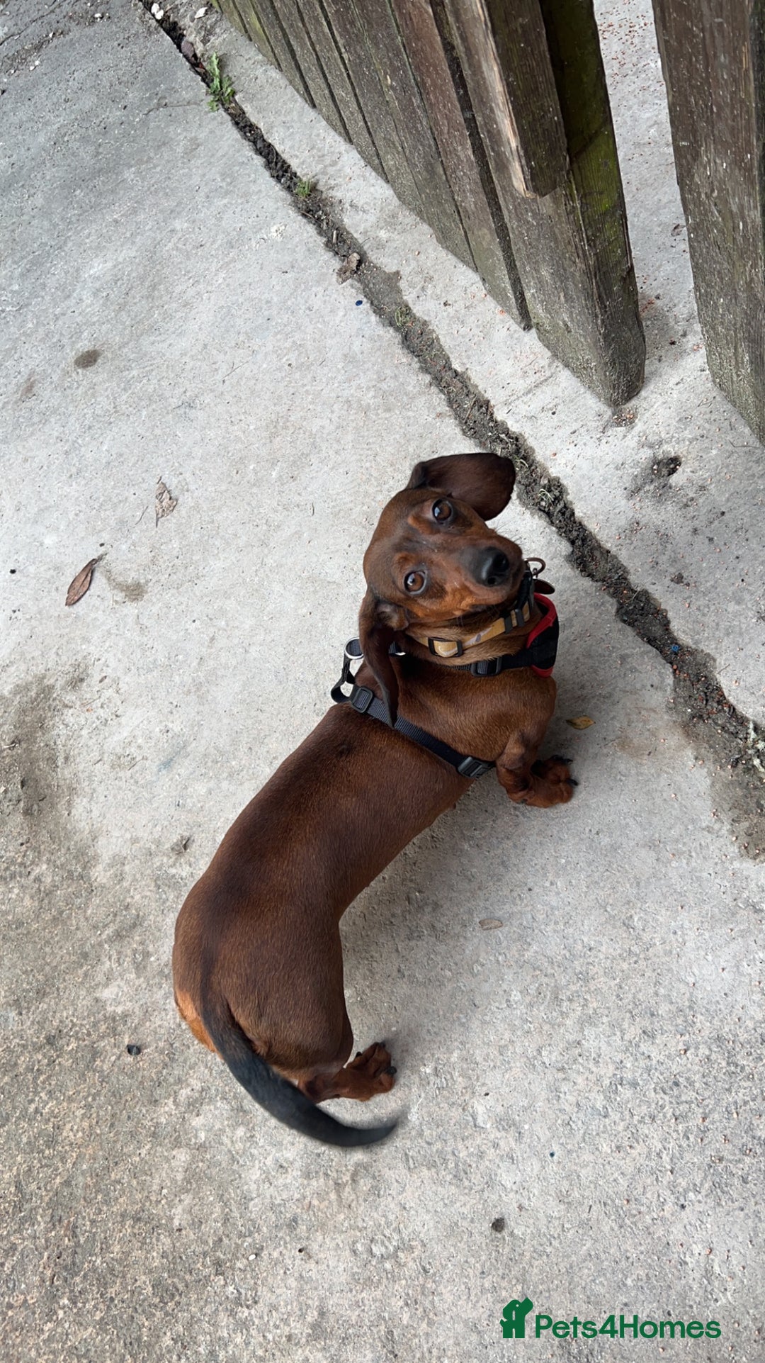 Miniature Dachshund dogs for sale: Dora the sausage dog (please read description) - Image 4