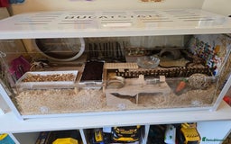 Hamster rodents for sale: Syrian Hamster - Image 8