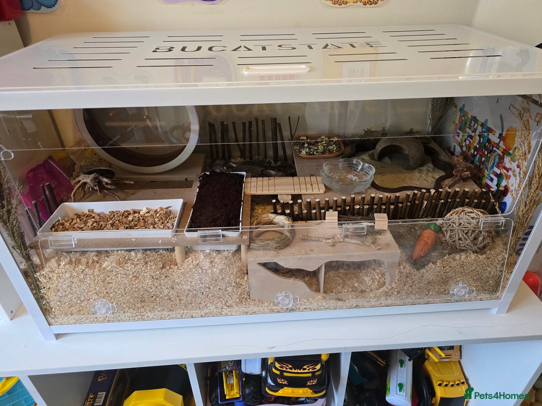 Hamster rodents for sale: Syrian Hamster - Image 8