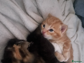 Maine Coon cats Maine coon cross kittens - Advert 1