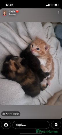 Maine Coon cats Maine coon cross kittens - Advert 1