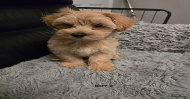 Maltipoo dogs - Advert 6