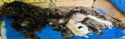Mixed Breed dogs for sale: Double Doodles/Sproodle x Cockapoo - Advert 1