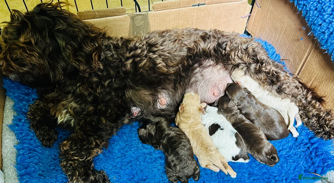 Mixed Breed dogs for sale: Double Doodles/Sproodle x Cockapoo - Advert 1