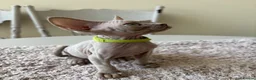 Devon Rex cats for sale: Price Reduced!TICARegisteredDevonRex lilac kittens - Advert 13