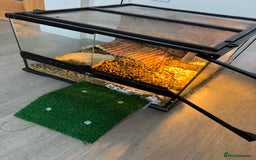 Tortoise reptiles for sale: Hermanns Tortoise - Image 5