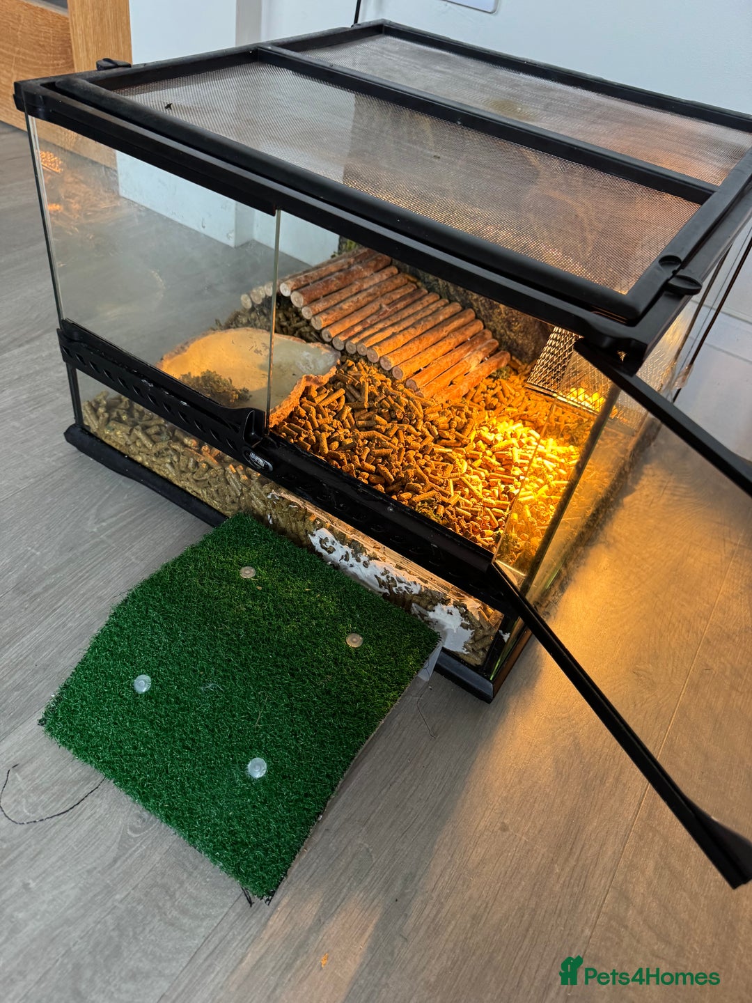 Tortoise reptiles for sale: Hermanns Tortoise - Image 5