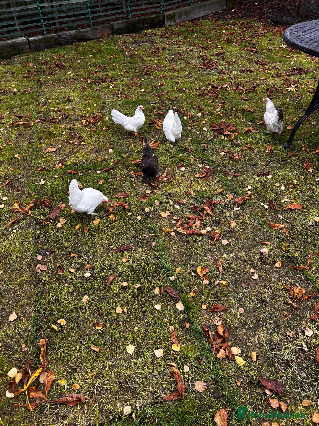 Chickens poultry for sale: Seramas  - Advert 3