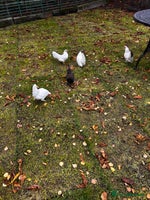 Chickens poultry Seramas - Advert 3