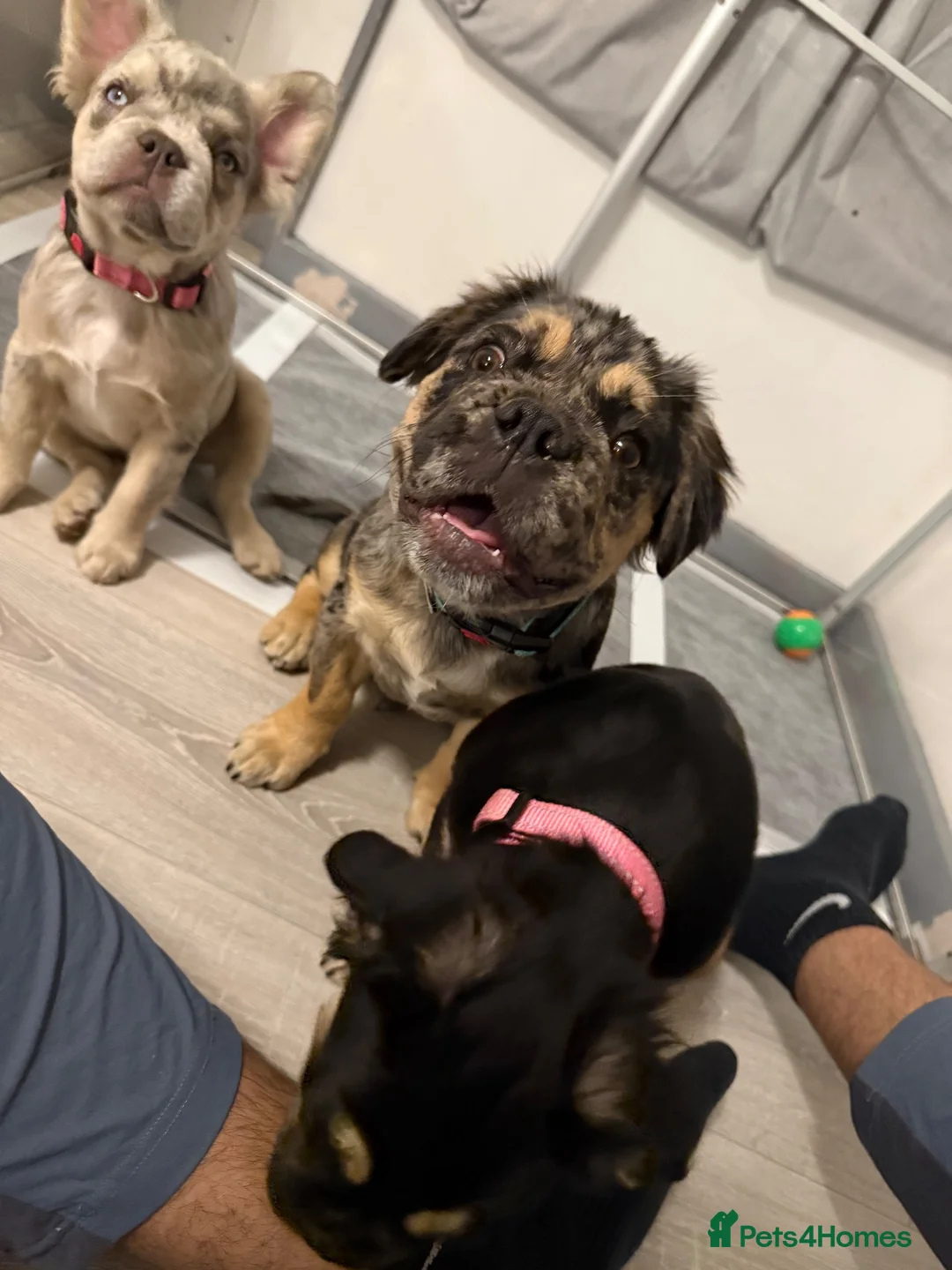 French Bulldog dogs for sale: Fluffy French bulldog KC registered - Advert 27