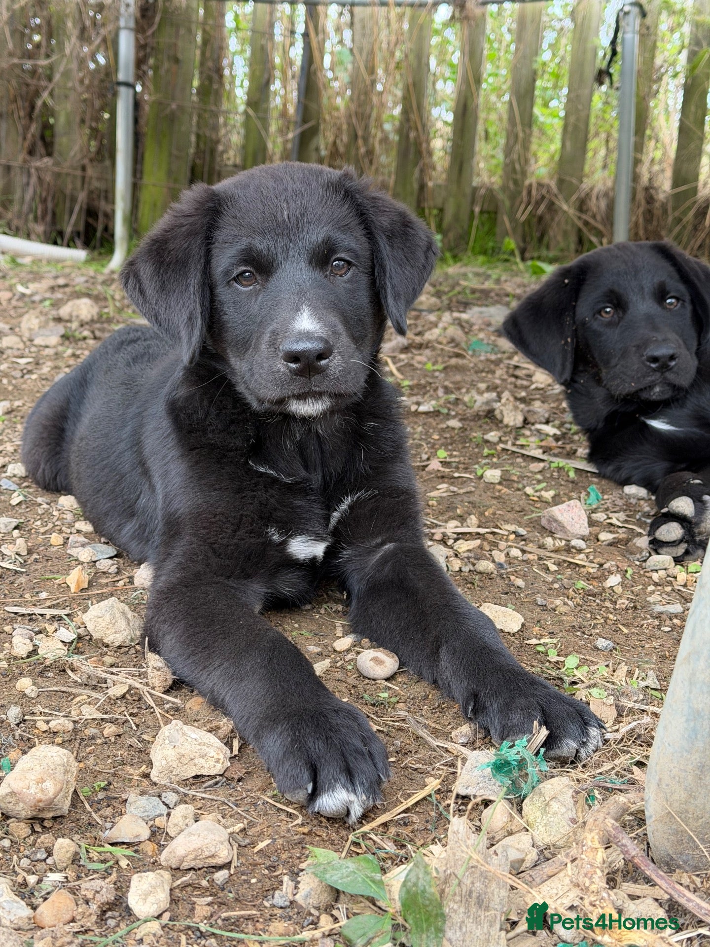 Mixed Breed dogs Gorgeous chunky Labernese pups   - Advert 1