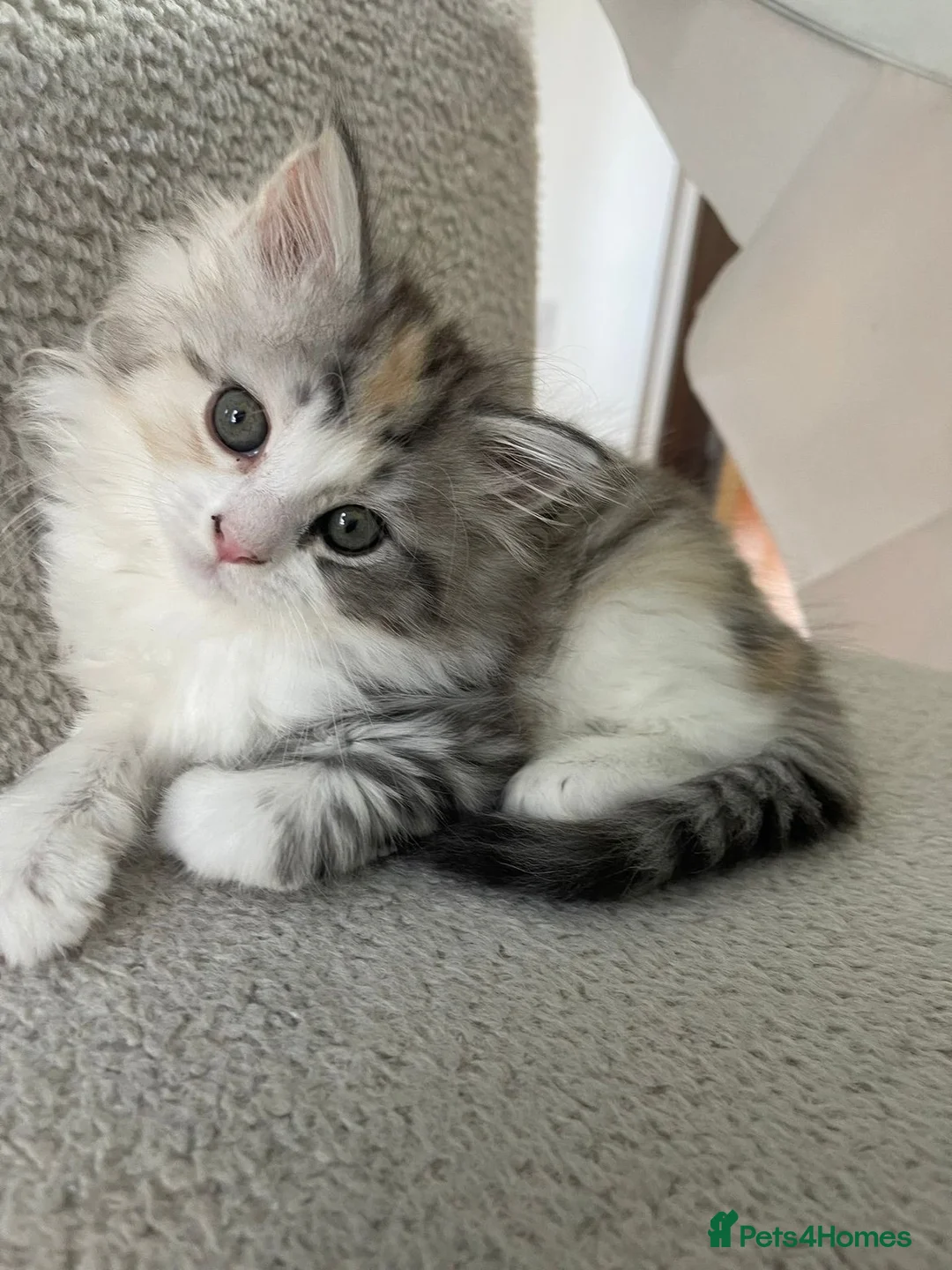 Mixed Breed cats for sale: Mainecoon x Persian x Ragdoll female kitten - Advert 2