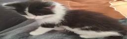 Mixed Breed cats for sale: Lovely & Playful Kittens looking for a New home!  - Advert 12
