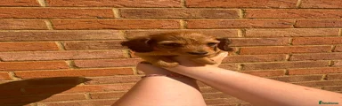 Miniature Dachshund 1