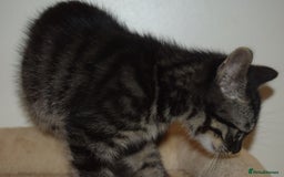Bengal cats for sale: BEAUTIFUL HALF BENGAL KITTENS - Image 15