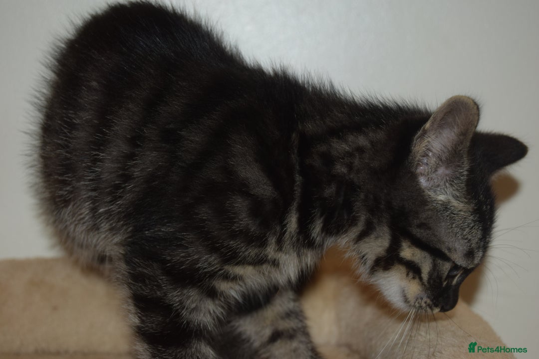 Bengal cats for sale: BEAUTIFUL HALF BENGAL KITTENS - Image 15