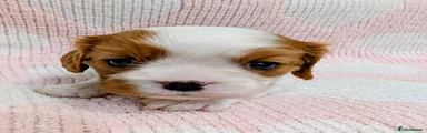 Cavalier King Charles Spaniel 4