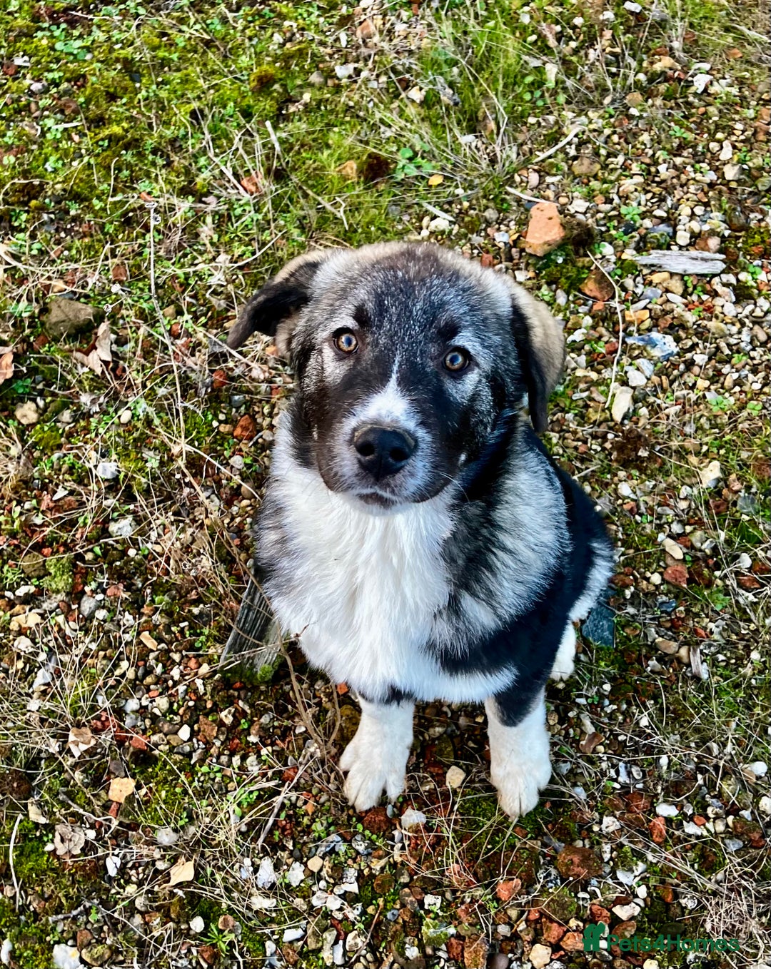 Mixed Breed dogs for sale: READY NOW! Pure Husky x Caucasian Shepherd - Advert 8
