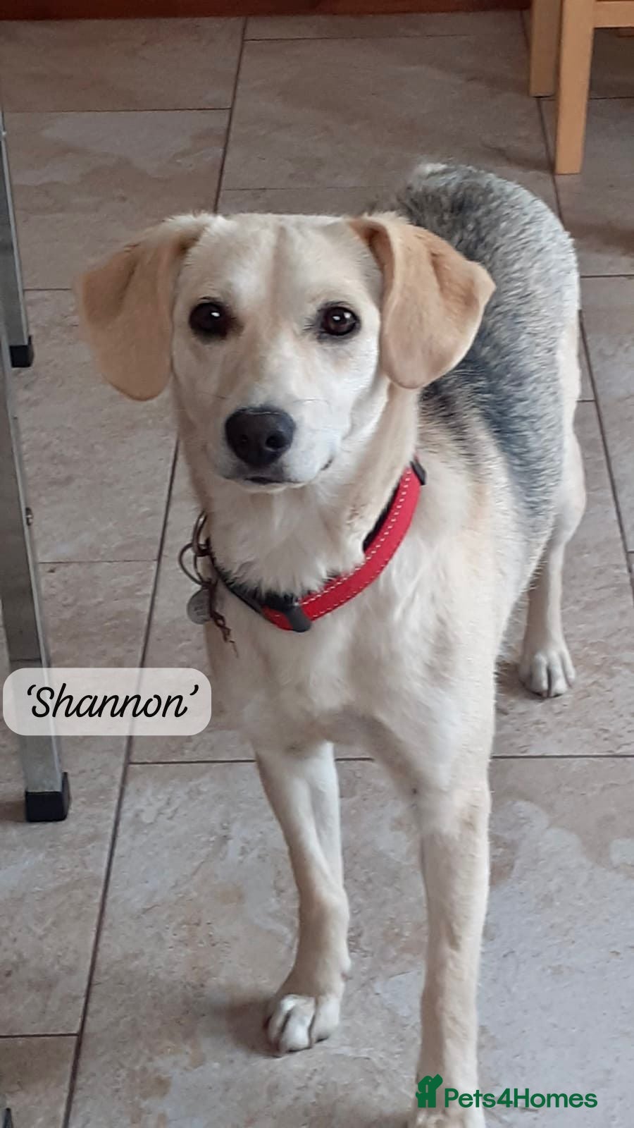 Mixed Breed dogs Shannon, 6 months approx, Available for adoption. - Advert 19