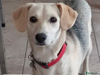 Mixed Breed dogs Shannon, 6 months approx, Available for adoption. - Advert 2