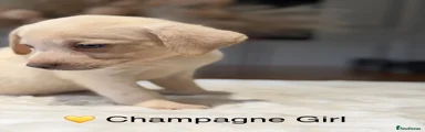 Labrador Retriever 8
