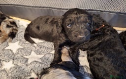 Sproodle dogs for sale: Sproodle Merle puppies  - Advert 17