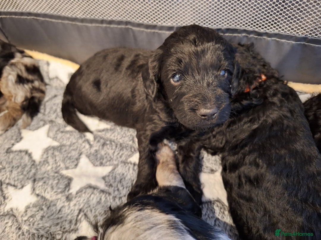 Sproodle dogs for sale: Sproodle Merle puppies  - Advert 17