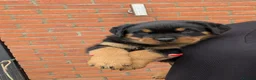 Rottweiler dogs for sale: !!! 1 BOY LEFT !!!  - Advert 4