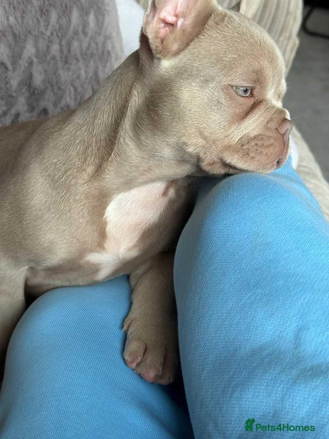 French Bulldog dogs for sale: KC registered French bulldog puppy - Advert 7