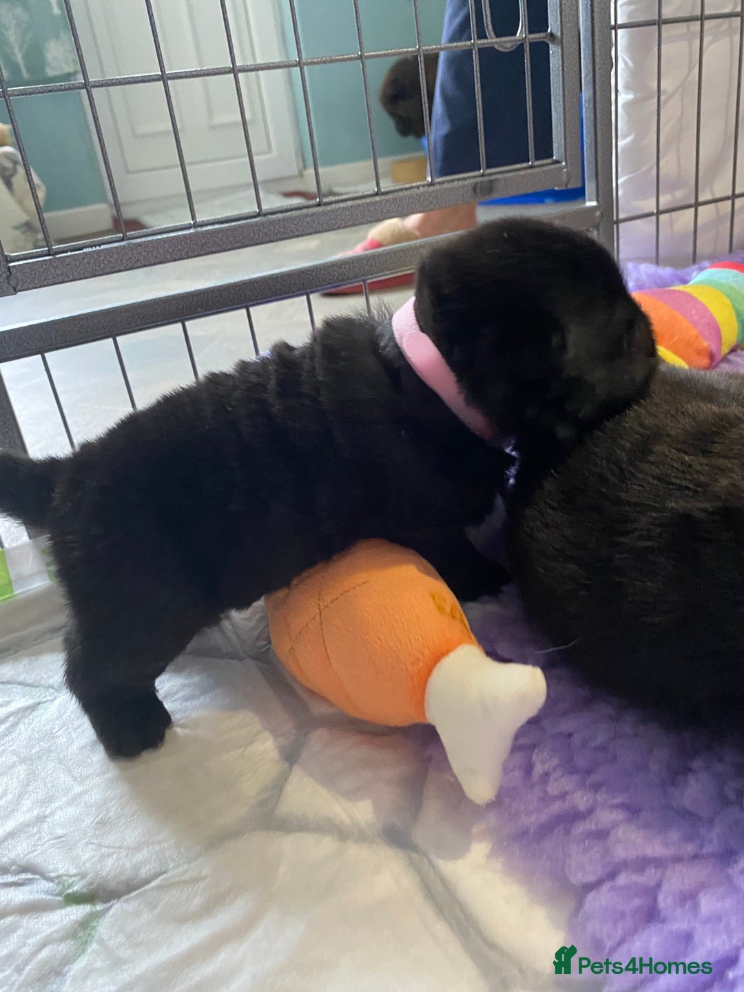 Chow Chow dogs for sale: Amazing chow chow puppies for sale  - Image 8
