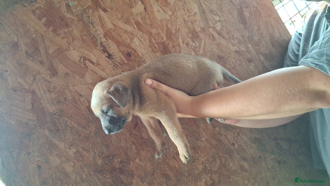 Mixed Breed dogs for sale: Belgian malinois/ border collie  - Image 28