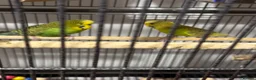 Budgerigars birds for sale: 2 x buggies & cage with accessories  - Advert 2